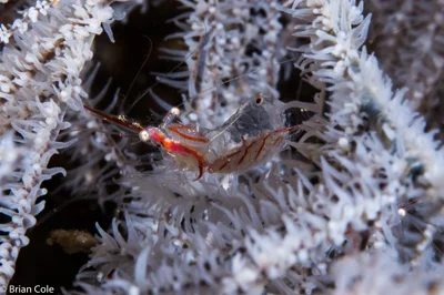 Translucent Gorgonian Shrimp (Manipontonia psamathe), With Eggs