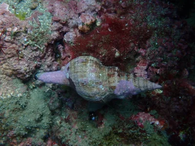 角赤旋螺(Pleuroploca trapezium )