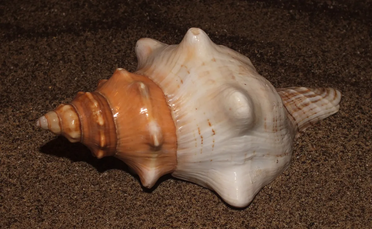 Trapezium horse conch (Pleuroploca trapezium)