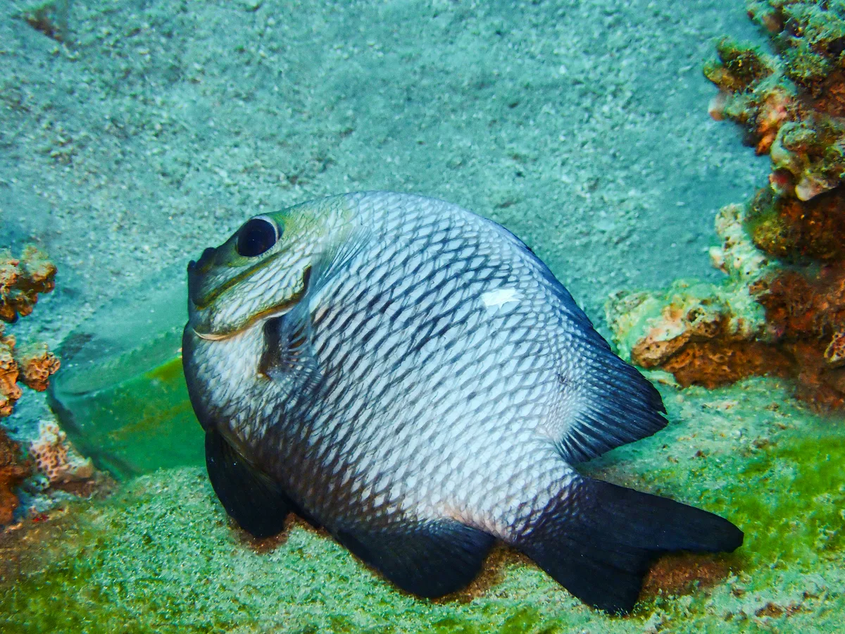 Tree-spot Dascylus
