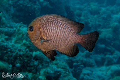 Dascyllus trimaculatus (Threespot Dascyllus)