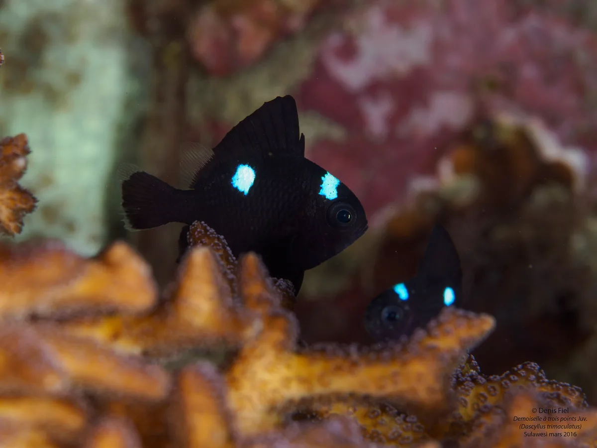 Dascyllus Trimaculatus