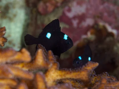 Dascyllus Trimaculatus