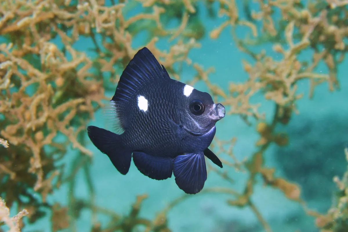 Threespot Dascyllus - May 2021