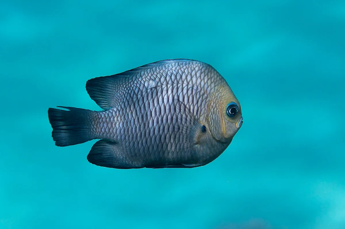 Dascyllus trimaculatus