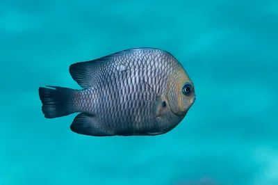 Dascyllus trimaculatus