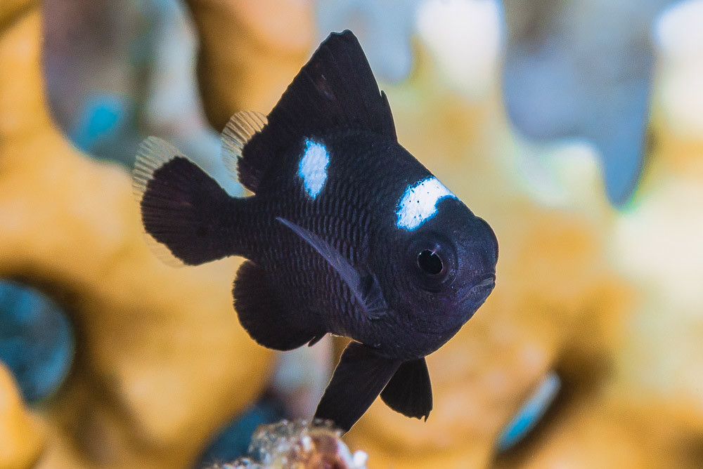 Three-spot Dascyllus, juvenile - Dascyllus trimaculatus