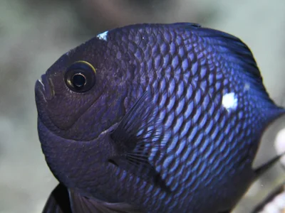 Threespot Dascyllus in Moalboal