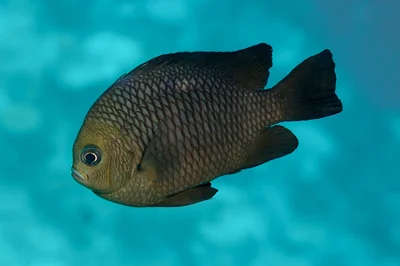Dascyllus trimaculatus