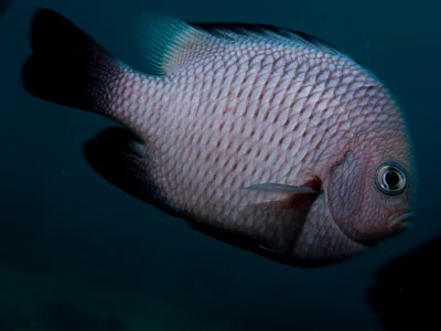 Dascyllus trimaculatus