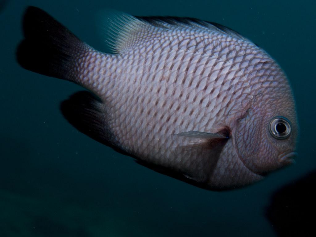 Dascyllus trimaculatus