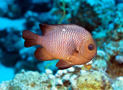 Dascyllus trimaculatus adult