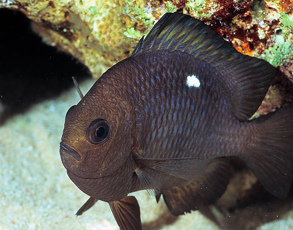 Dascyllus trimaculatus, adult