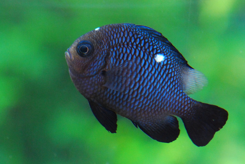 Three-spot Damsel fish, Domino Damsel, Three-spot Dascyllus, Dascyllus trimaculatus,, Family: Pomacentridae