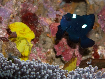Dascyllus trimaculatus juvenile