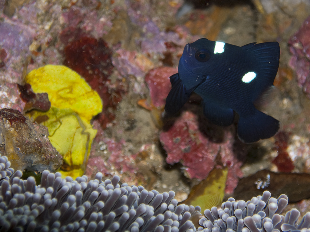 Dascyllus trimaculatus juvenile