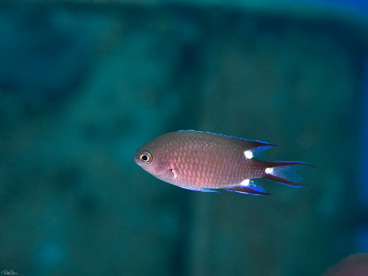 Triplespot Chromis