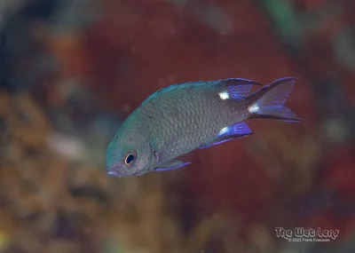 Chromis trialpha - Al-Ghurdaqah 2, Al Bahr al Ahmar, Egypt