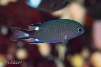 Chromis trialpha