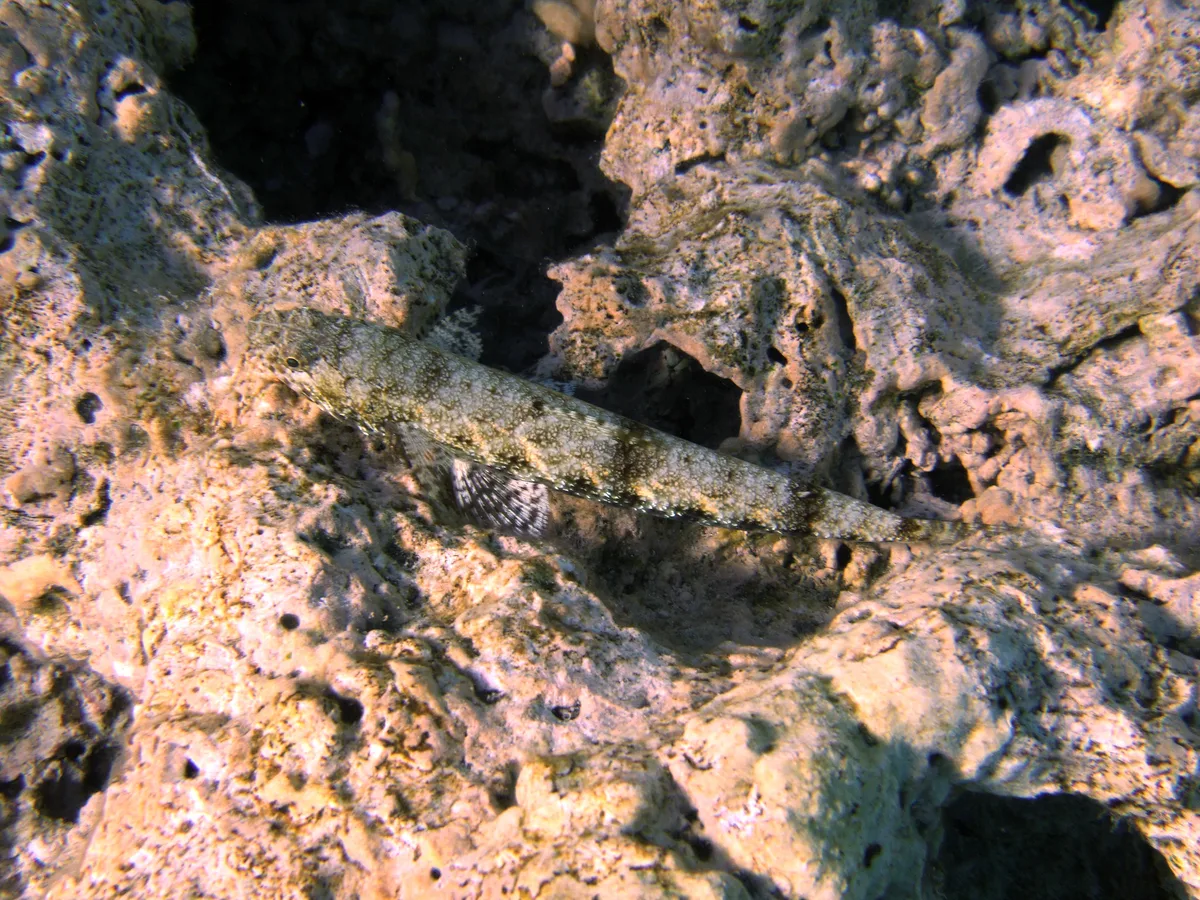 Amblyeleotris triguttata