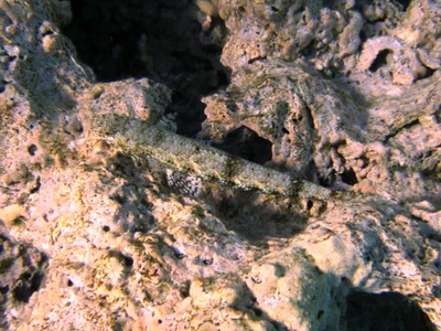 Amblyeleotris triguttata