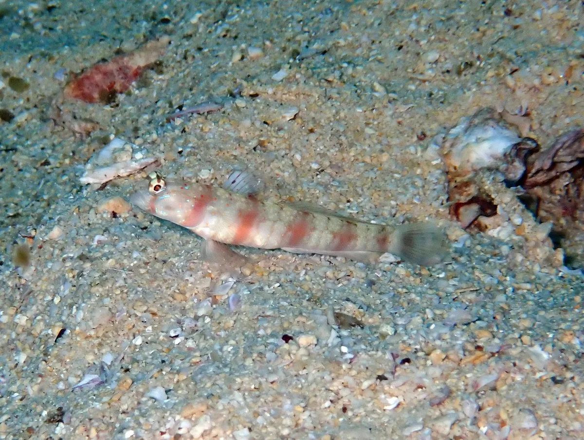 Amblyeleotris triguttata - Al Fahal, Oman