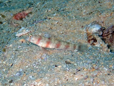 Amblyeleotris triguttata - Al Fahal, Oman