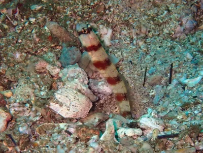 Amblyeleotris triguttata - Al Fahal, Oman
