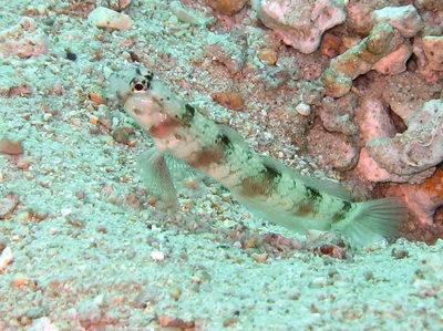 Amblyeleotris triguttata - Djibouti