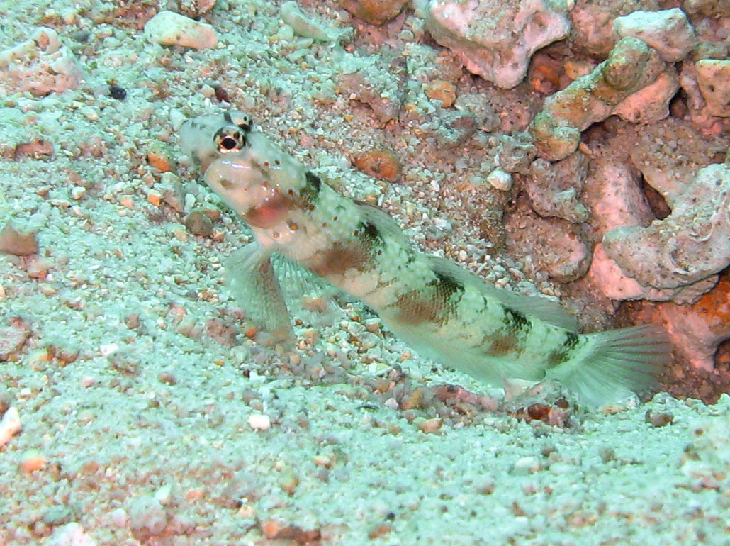 Amblyeleotris triguttata - Djibouti