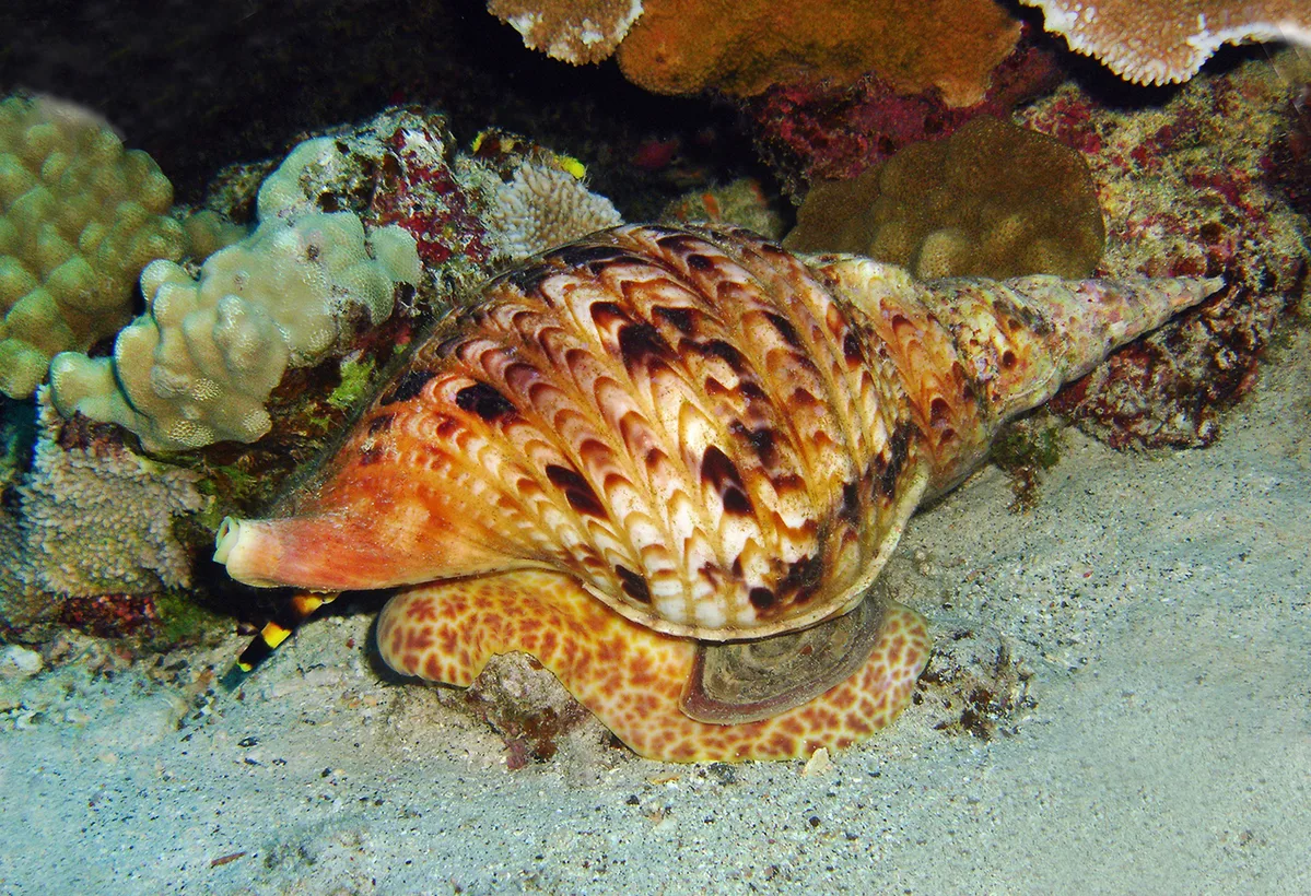 Triton's trumpet