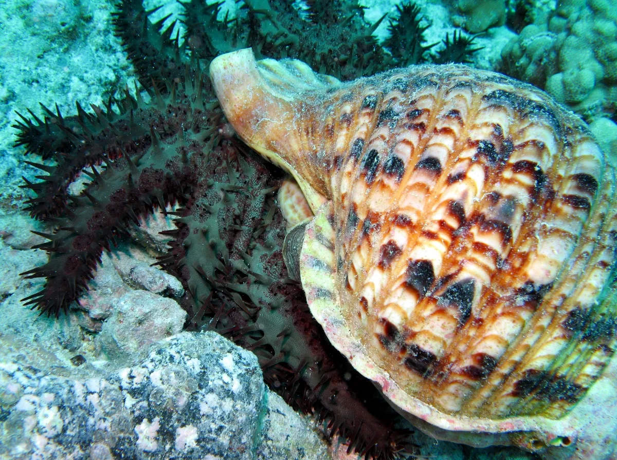 Triton's trumpet