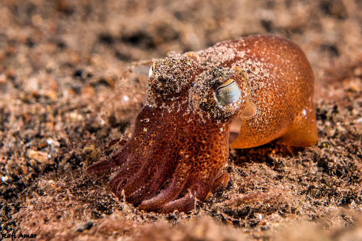 Tropical Bottletail Squid