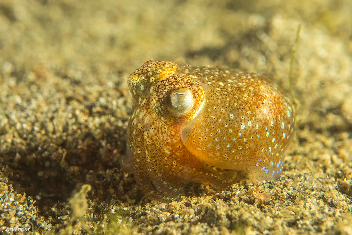Tropical Bottletail Squid
