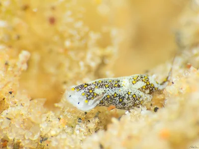 Mariaglaja tsurugensis