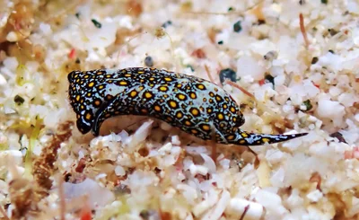 Mariaglaja tsurugensis