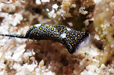 Mariaglaja tsurugensis