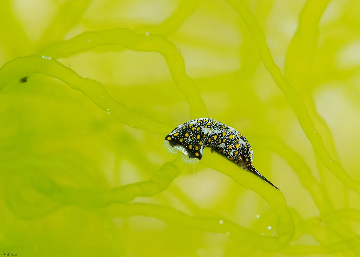 Mariaglaja tsurugensis