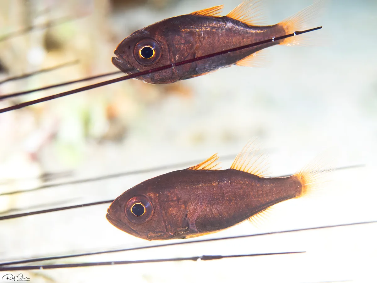 Tubed Siphonfish