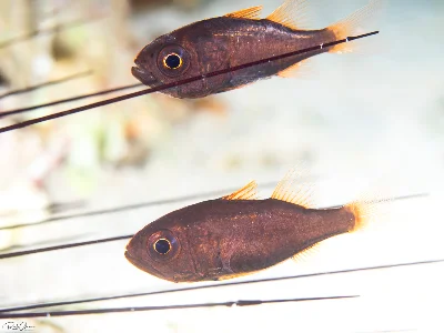 Tubed Siphonfish