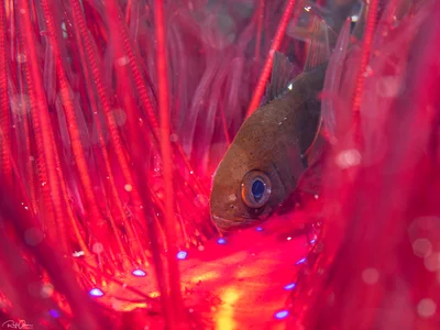 Urchin Cardinalfish - Siphamia tubifer