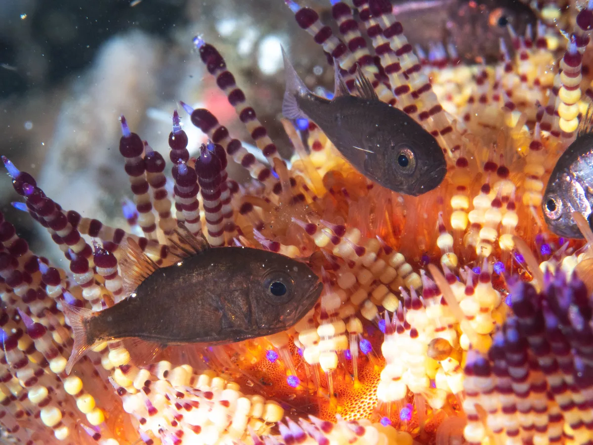 Tubifer cardinalfish (Siphamia tubifer)