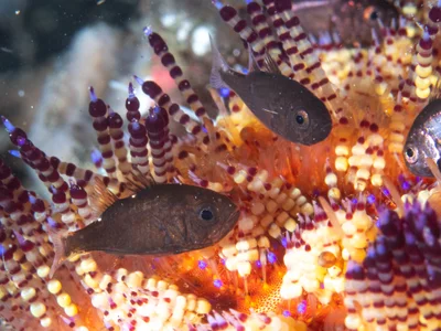 Tubifer cardinalfish (Siphamia tubifer)