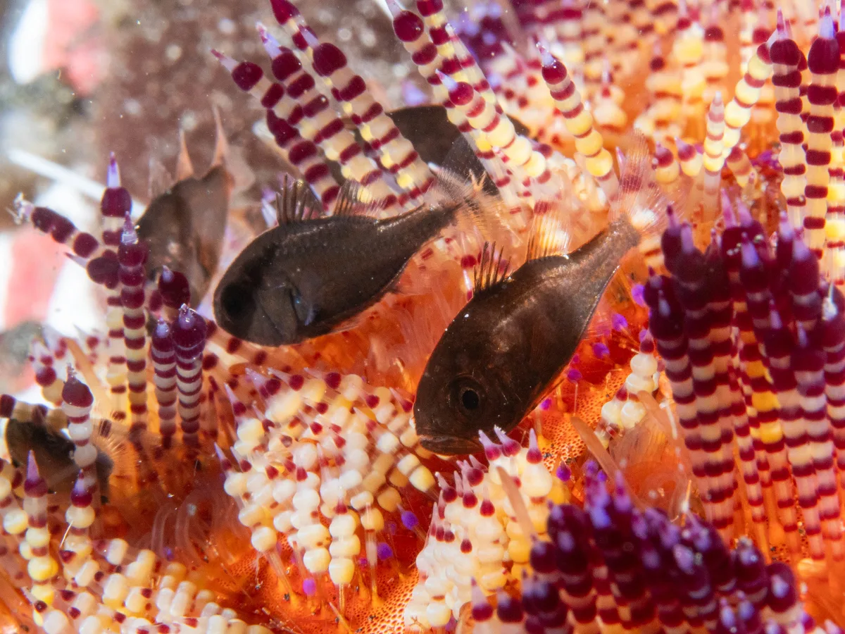 Tubifer cardinalfish (Siphamia tubifer)
