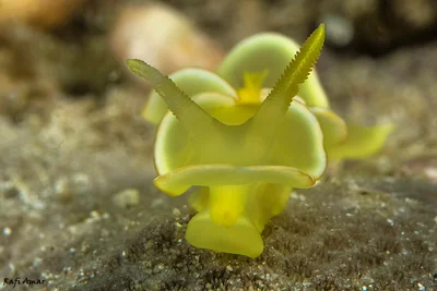 Safron diversidorsis - Diversidoris crocea