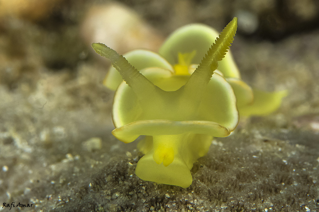 Safron diversidorsis - Diversidoris crocea