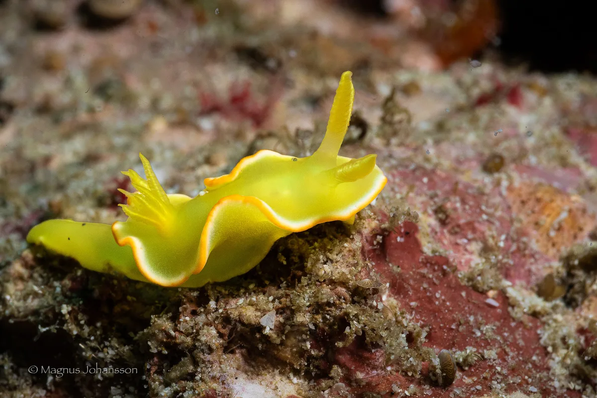 Diversidoris crocea