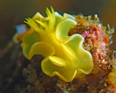 Nudibranch (sea Slug)- Diversidoris crocea