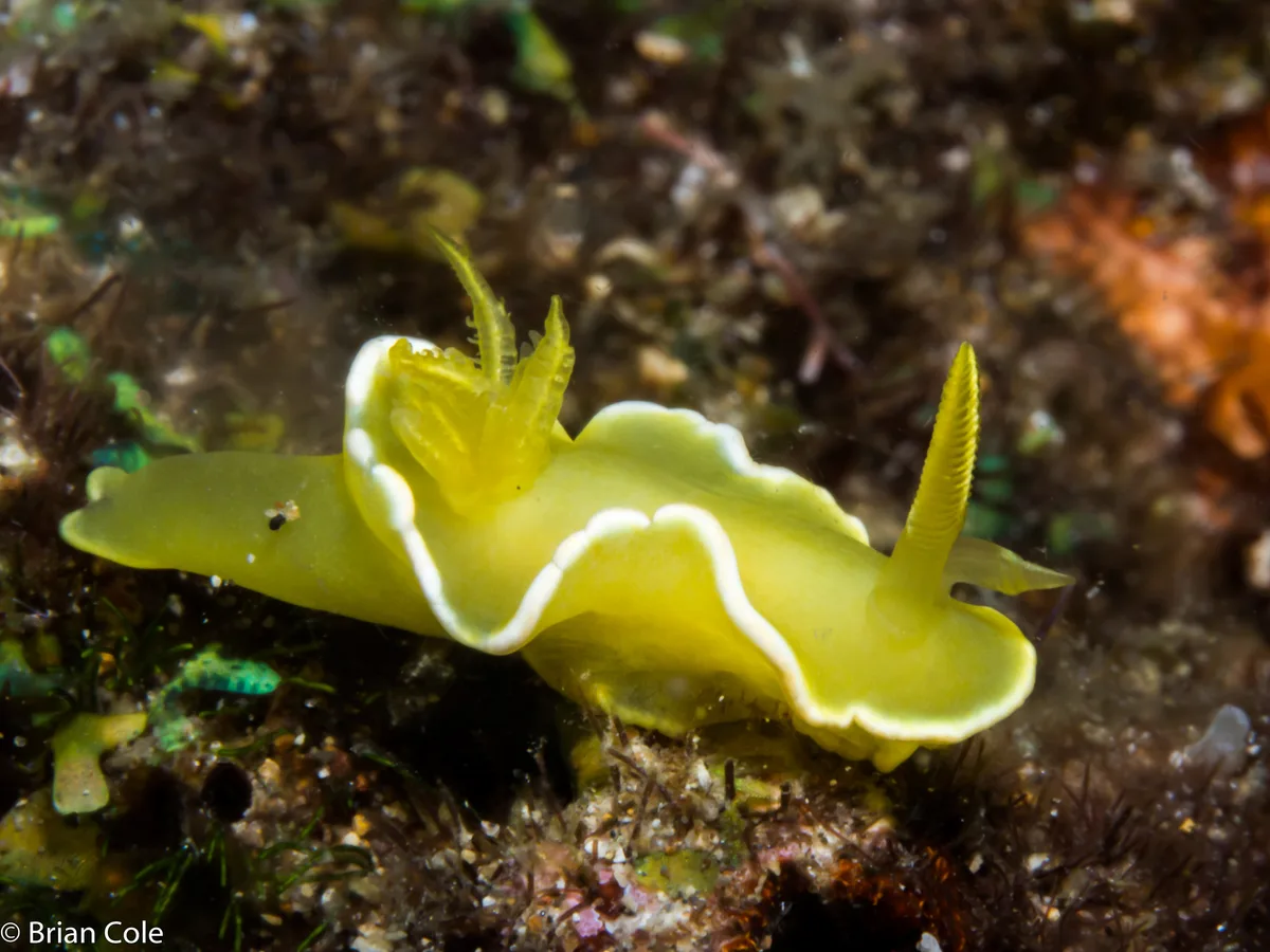 Diversidoris crocea
