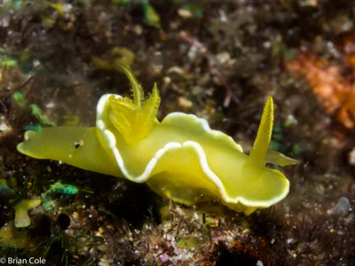 Diversidoris crocea